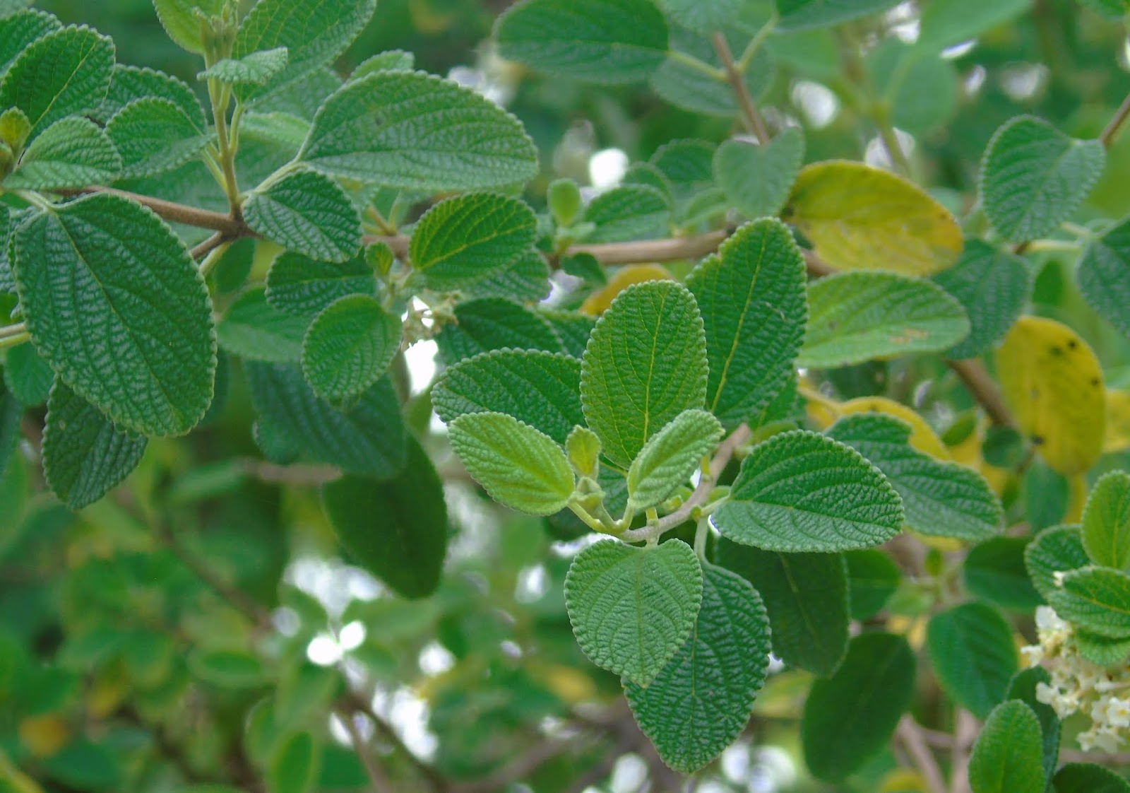 Arbusto de Alecrim-Pimenta com folhas aromáticas pequenas