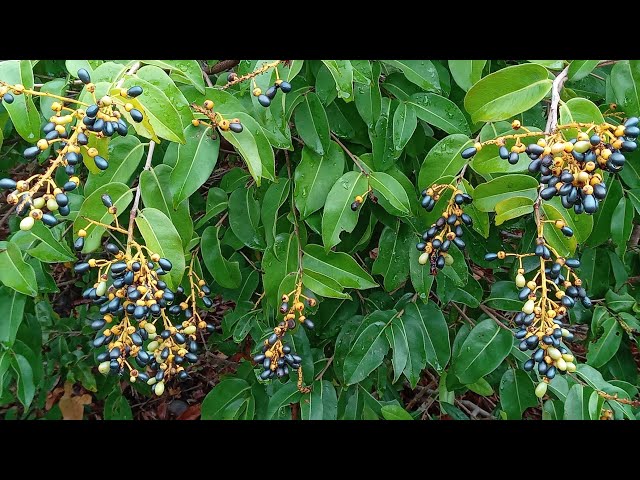 Batiputá com frutos ricos em óleo comestível e medicinal