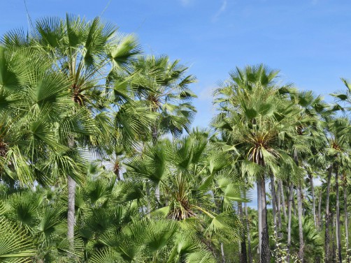 Palmeira carnaúba com folhas em leque — símbolo do Ceará