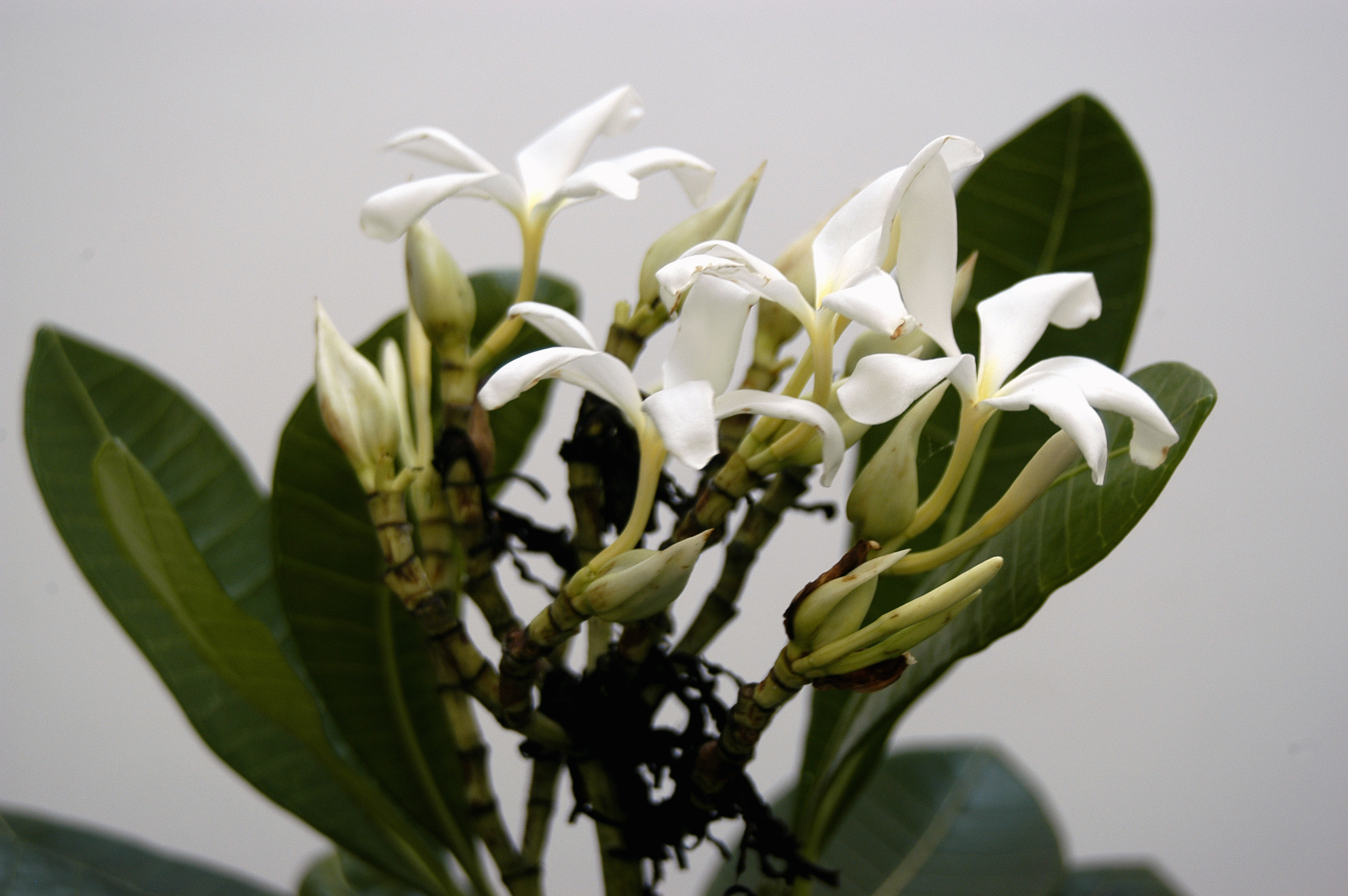 Flores brancas fragrantes da Janaguba e látex leitoso característico