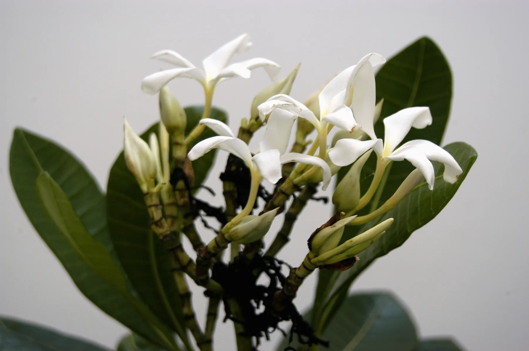 Flores brancas fragrantes da Janaguba e látex leitoso característico