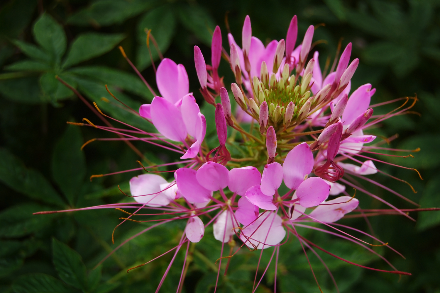 Mussambê com flores pequenas roxas e rosadas características