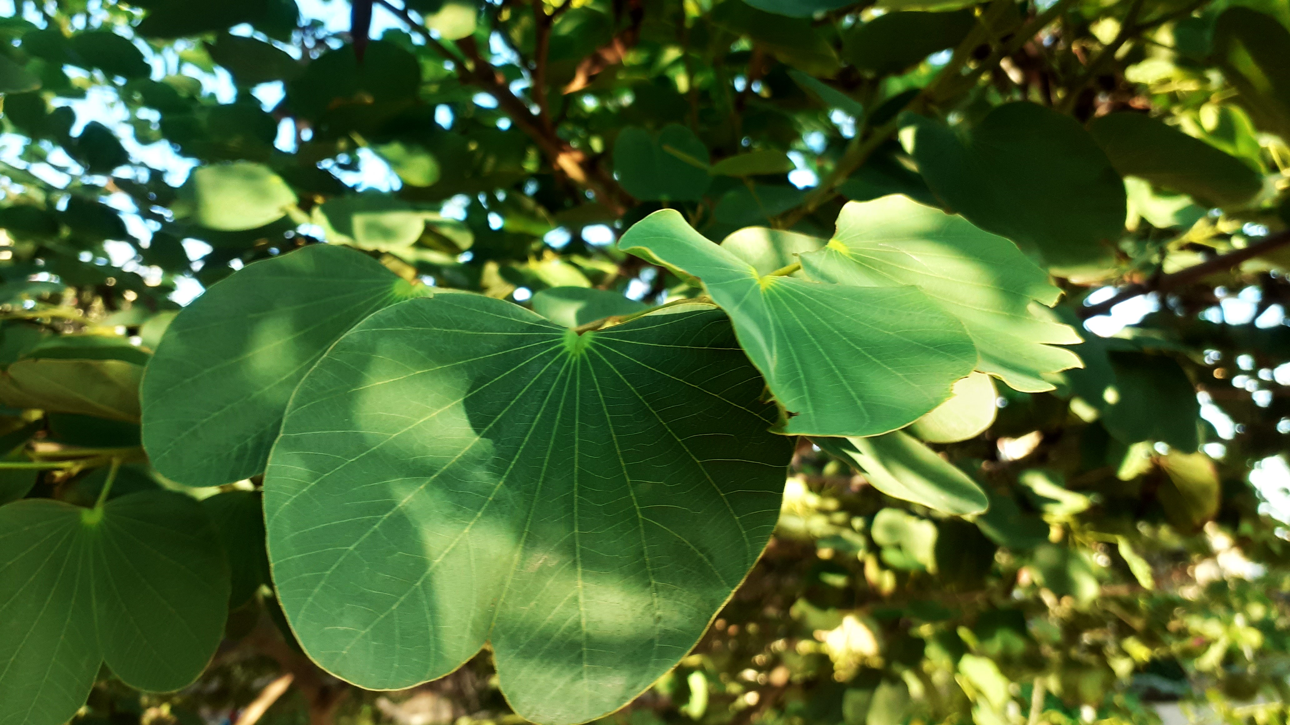 Folhas características em formato de pata da Bauhinia forficata