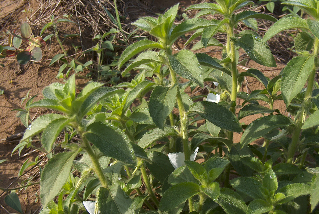 Planta Pepaconha com flores claras — herbácea nativa da Caatinga