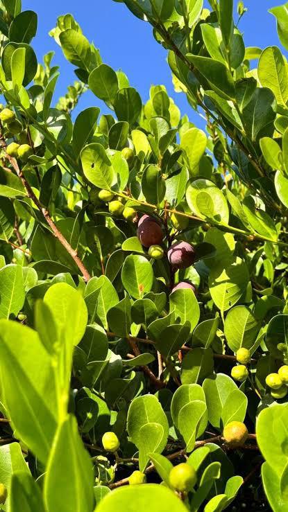 Frutos maduros do guajiru