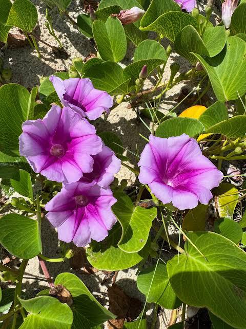 Flores roxas da ipomeia-da-praia nas dunas