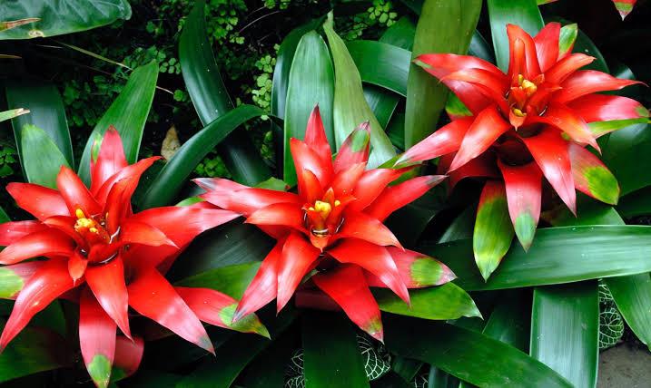 Bromélias e cactos por toda a região