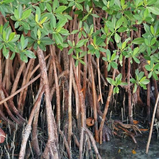 Raízes aéreas do mangue-vermelho na costa de Itarema