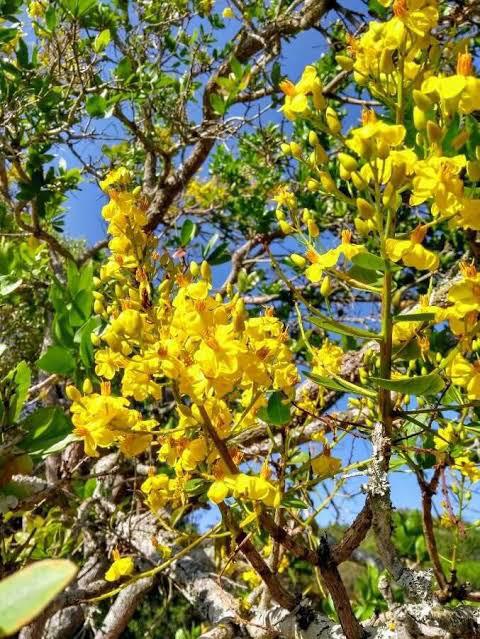 Flores amarelas do batiputá na restinga