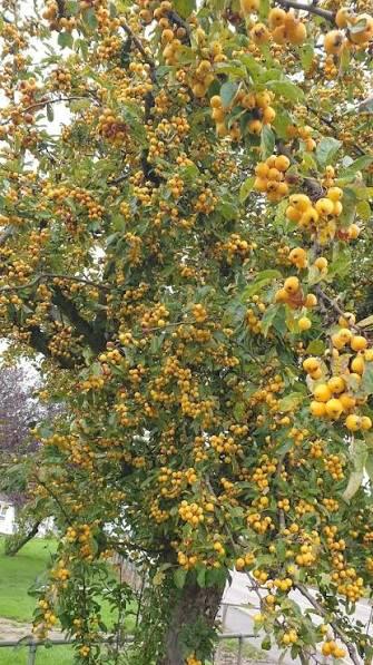Frutos amarelos do murici