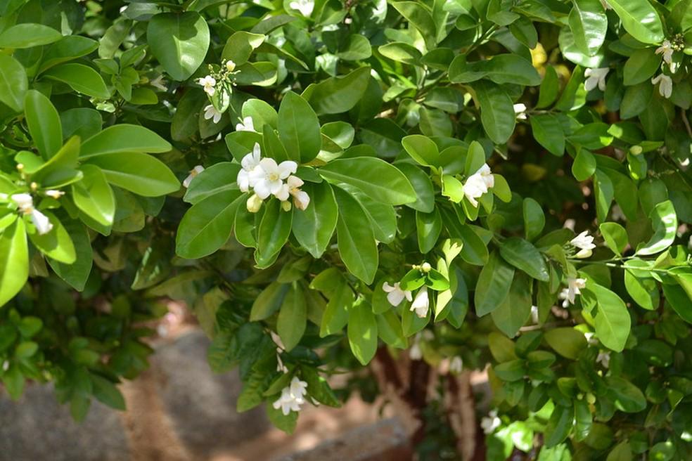 Frutos negros da murta