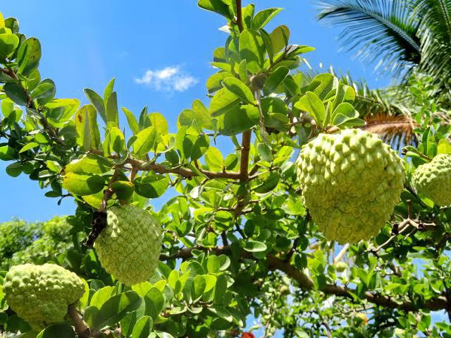 Fruto do araticum-da-restinga