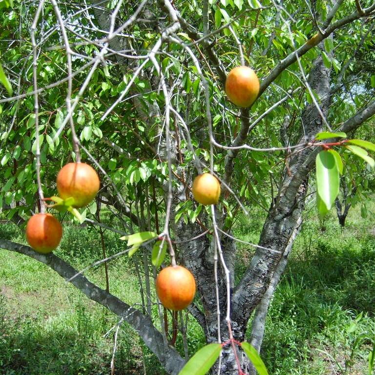Frutos da mangaba